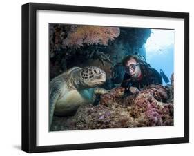 Hawksbill Turtle (Eretmochelys Imbricata) and Diver, Sulawesi, Indonesia, Southeast Asia, Asia-Lisa Collins-Framed Photographic Print