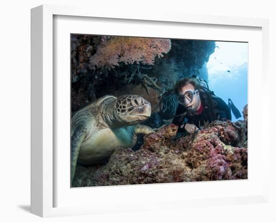 Hawksbill Turtle (Eretmochelys Imbricata) and Diver, Sulawesi, Indonesia, Southeast Asia, Asia-Lisa Collins-Framed Photographic Print