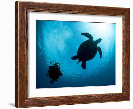 Hawksbill Turtle (Eretmochelys Imbricata) and Diver, Sulawesi, Indonesia, Southeast Asia, Asia-Lisa Collins-Framed Photographic Print