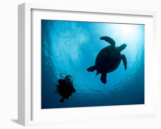 Hawksbill Turtle (Eretmochelys Imbricata) and Diver, Sulawesi, Indonesia, Southeast Asia, Asia-Lisa Collins-Framed Photographic Print