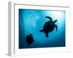 Hawksbill Turtle (Eretmochelys Imbricata) and Diver, Sulawesi, Indonesia, Southeast Asia, Asia-Lisa Collins-Framed Photographic Print