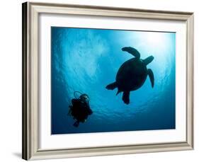 Hawksbill Turtle (Eretmochelys Imbricata) and Diver, Sulawesi, Indonesia, Southeast Asia, Asia-Lisa Collins-Framed Photographic Print