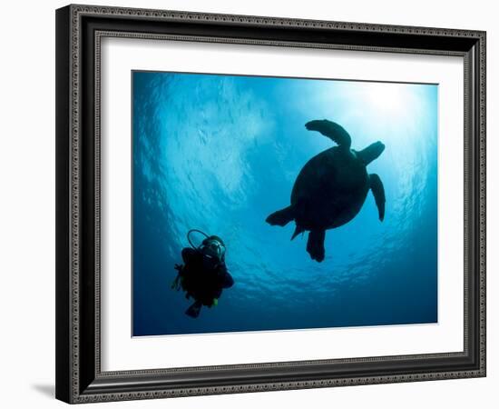 Hawksbill Turtle (Eretmochelys Imbricata) and Diver, Sulawesi, Indonesia, Southeast Asia, Asia-Lisa Collins-Framed Photographic Print