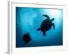 Hawksbill Turtle (Eretmochelys Imbricata) and Diver, Sulawesi, Indonesia, Southeast Asia, Asia-Lisa Collins-Framed Photographic Print