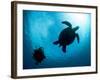 Hawksbill Turtle (Eretmochelys Imbricata) and Diver, Sulawesi, Indonesia, Southeast Asia, Asia-Lisa Collins-Framed Photographic Print