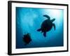 Hawksbill Turtle (Eretmochelys Imbricata) and Diver, Sulawesi, Indonesia, Southeast Asia, Asia-Lisa Collins-Framed Photographic Print