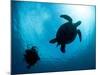 Hawksbill Turtle (Eretmochelys Imbricata) and Diver, Sulawesi, Indonesia, Southeast Asia, Asia-Lisa Collins-Mounted Photographic Print