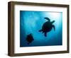 Hawksbill Turtle (Eretmochelys Imbricata) and Diver, Sulawesi, Indonesia, Southeast Asia, Asia-Lisa Collins-Framed Photographic Print