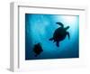 Hawksbill Turtle (Eretmochelys Imbricata) and Diver, Sulawesi, Indonesia, Southeast Asia, Asia-Lisa Collins-Framed Photographic Print