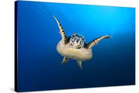 Hawksbill Turtle (Eretmochelys Imbricata) Cruising Along the Drop Off of a Coral Reef-Alex Mustard-Stretched Canvas