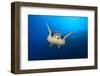 Hawksbill Turtle (Eretmochelys Imbricata) Cruising Along the Drop Off of a Coral Reef-Alex Mustard-Framed Photographic Print