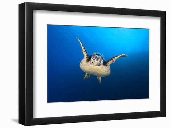 Hawksbill Turtle (Eretmochelys Imbricata) Cruising Along the Drop Off of a Coral Reef-Alex Mustard-Framed Photographic Print