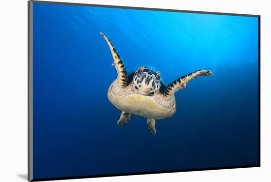 Hawksbill Turtle (Eretmochelys Imbricata) Cruising Along the Drop Off of a Coral Reef-Alex Mustard-Mounted Photographic Print