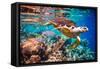 Hawksbill Turtle - Eretmochelys Imbricata Floats under Water. Maldives Indian Ocean Coral Reef.-Andrey Armyagov-Framed Stretched Canvas