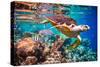 Hawksbill Turtle - Eretmochelys Imbricata Floats under Water. Maldives Indian Ocean Coral Reef.-Andrey Armyagov-Stretched Canvas