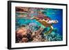 Hawksbill Turtle - Eretmochelys Imbricata Floats under Water. Maldives Indian Ocean Coral Reef.-Andrey Armyagov-Framed Photographic Print