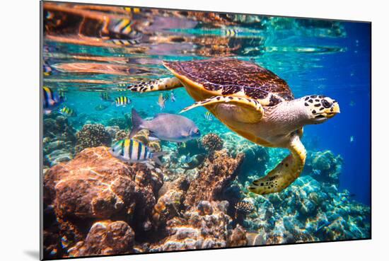 Hawksbill Turtle - Eretmochelys Imbricata Floats under Water. Maldives Indian Ocean Coral Reef.-Andrey Armyagov-Mounted Photographic Print