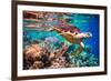 Hawksbill Turtle - Eretmochelys Imbricata Floats under Water. Maldives Indian Ocean Coral Reef.-Andrey Armyagov-Framed Photographic Print