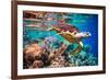 Hawksbill Turtle - Eretmochelys Imbricata Floats under Water. Maldives Indian Ocean Coral Reef.-Andrey Armyagov-Framed Photographic Print