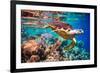 Hawksbill Turtle - Eretmochelys Imbricata Floats under Water. Maldives Indian Ocean Coral Reef.-Andrey Armyagov-Framed Photographic Print