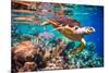 Hawksbill Turtle - Eretmochelys Imbricata Floats under Water. Maldives Indian Ocean Coral Reef.-Andrey Armyagov-Mounted Photographic Print