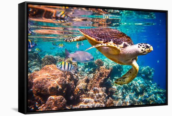 Hawksbill Turtle - Eretmochelys Imbricata Floats under Water. Maldives Indian Ocean Coral Reef.-Andrey Armyagov-Framed Stretched Canvas