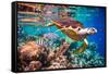 Hawksbill Turtle - Eretmochelys Imbricata Floats under Water. Maldives Indian Ocean Coral Reef.-Andrey Armyagov-Framed Stretched Canvas