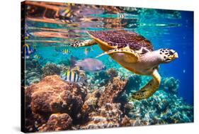 Hawksbill Turtle - Eretmochelys Imbricata Floats under Water. Maldives Indian Ocean Coral Reef.-Andrey Armyagov-Stretched Canvas