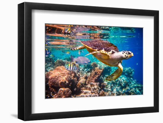 Hawksbill Turtle - Eretmochelys Imbricata Floats under Water. Maldives Indian Ocean Coral Reef.-Andrey Armyagov-Framed Premium Photographic Print