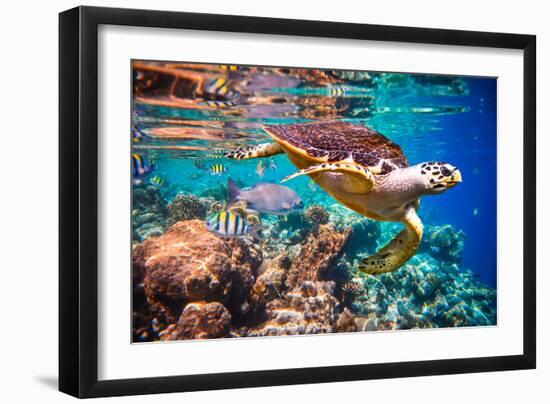 Hawksbill Turtle - Eretmochelys Imbricata Floats under Water. Maldives Indian Ocean Coral Reef.-Andrey Armyagov-Framed Photographic Print