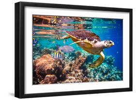 Hawksbill Turtle - Eretmochelys Imbricata Floats under Water. Maldives Indian Ocean Coral Reef.-Andrey Armyagov-Framed Photographic Print