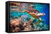 Hawksbill Turtle - Eretmochelys Imbricata Floats under Water. Maldives Indian Ocean Coral Reef.-Andrey Armyagov-Framed Stretched Canvas