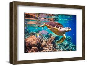 Hawksbill Turtle - Eretmochelys Imbricata Floats under Water. Maldives Indian Ocean Coral Reef.-Andrey Armyagov-Framed Photographic Print