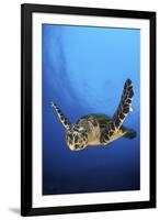 Hawksbill Turtle (Eretmochelys Imbricata) Male Swimming in Open Water Above a Coral Reef-Alex Mustard-Framed Photographic Print