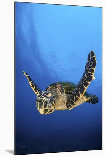 Hawksbill Turtle (Eretmochelys Imbricata) Male Swimming in Open Water Above a Coral Reef-Alex Mustard-Mounted Photographic Print