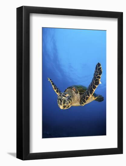 Hawksbill Turtle (Eretmochelys Imbricata) Male Swimming in Open Water Above a Coral Reef-Alex Mustard-Framed Photographic Print