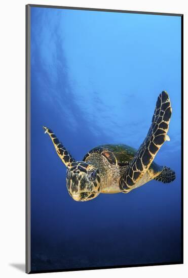 Hawksbill Turtle (Eretmochelys Imbricata) Male Swimming in Open Water Above a Coral Reef-Alex Mustard-Mounted Photographic Print