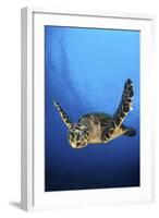 Hawksbill Turtle (Eretmochelys Imbricata) Male Swimming in Open Water Above a Coral Reef-Alex Mustard-Framed Photographic Print