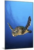 Hawksbill Turtle (Eretmochelys Imbricata) Male Swimming in Open Water Above a Coral Reef-Alex Mustard-Mounted Photographic Print