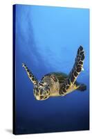 Hawksbill Turtle (Eretmochelys Imbricata) Male Swimming in Open Water Above a Coral Reef-Alex Mustard-Stretched Canvas