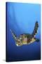 Hawksbill Turtle (Eretmochelys Imbricata) Male Swimming in Open Water Above a Coral Reef-Alex Mustard-Stretched Canvas