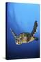 Hawksbill Turtle (Eretmochelys Imbricata) Male Swimming in Open Water Above a Coral Reef-Alex Mustard-Stretched Canvas