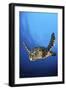 Hawksbill Turtle (Eretmochelys Imbricata) Male Swimming in Open Water Above a Coral Reef-Alex Mustard-Framed Photographic Print