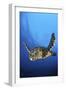 Hawksbill Turtle (Eretmochelys Imbricata) Male Swimming in Open Water Above a Coral Reef-Alex Mustard-Framed Photographic Print