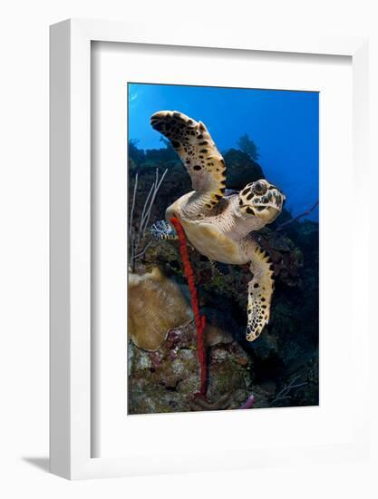 Hawksbill Turtle (Eretmochelys Imbricata) on a Reef Wall with a Rope Sponge-Alex Mustard-Framed Photographic Print