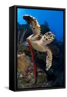 Hawksbill Turtle (Eretmochelys Imbricata) on a Reef Wall with a Rope Sponge-Alex Mustard-Framed Stretched Canvas