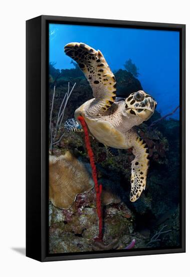 Hawksbill Turtle (Eretmochelys Imbricata) on a Reef Wall with a Rope Sponge-Alex Mustard-Framed Stretched Canvas