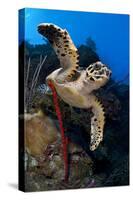 Hawksbill Turtle (Eretmochelys Imbricata) on a Reef Wall with a Rope Sponge-Alex Mustard-Stretched Canvas
