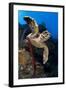 Hawksbill Turtle (Eretmochelys Imbricata) on a Reef Wall with a Rope Sponge-Alex Mustard-Framed Photographic Print