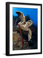 Hawksbill Turtle (Eretmochelys Imbricata) on a Reef Wall with a Rope Sponge-Alex Mustard-Framed Photographic Print